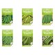 SEMI PER FAVE pisello progress (nano) n.9 - gr 100 (PZ 1)