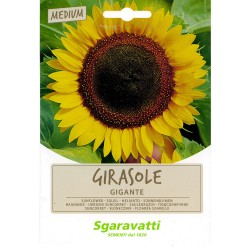 SEMI PER PRATO UNIVERSALE girasole gigante (PZ 20)