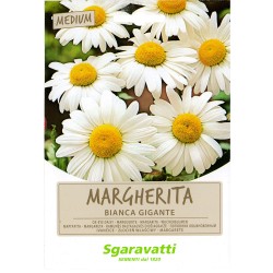 SEMI PER PRATO UNIVERSALE margherita bianca gigante (PZ 20)