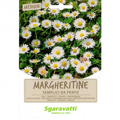 SEMI PER PRATO UNIVERSALE margheritine semplici da prato (PZ 20)