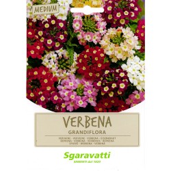 SEMI PER PRATO UNIVERSALE verbena grandiflora (PZ 10)