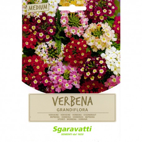 SEMI PER PRATO UNIVERSALE verbena grandiflora (PZ 10)