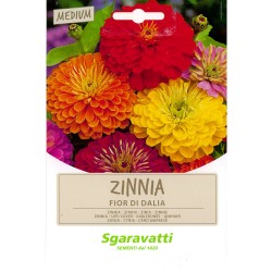 SEMI PER PRATO UNIVERSALE zinnia fior di dahlia (PZ 20)