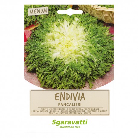 SEMI PER ORTAGGI E VEGETALI endivia riccia Pancalieri (PZ 20)