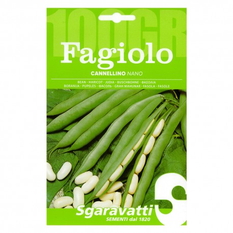 SEMI PER FAGIOLI fagiolo nano cannellino - gr 250 (PZ 1)