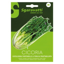SEMI PER ORTAGGI E VEGETALI cicoria catalogna puntarelle frastagliate (PZ 10)